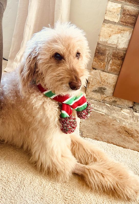 Scout is so proud of his holiday attire