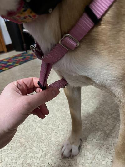 Chewy freedom outlet harness