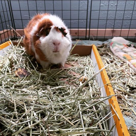 Oxbow - Adult Guinea Pig per Cavie da 11,33 Kg