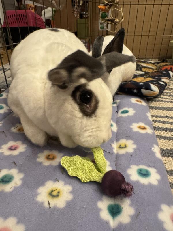 Maddie enjoyed the radish