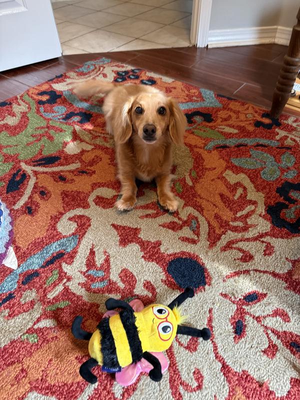 Cooper playing with his buzzy bee