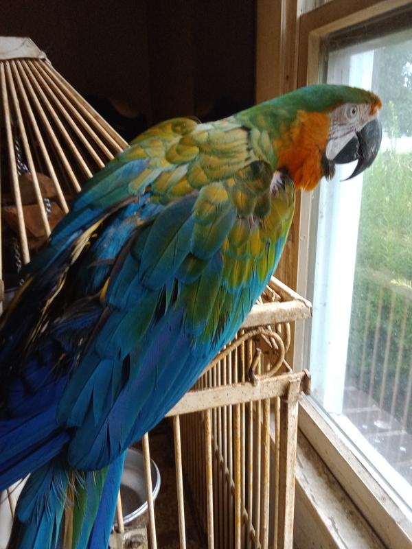 Vern looking out the window