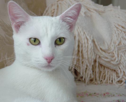 Pearl content after her dose of Greenies.