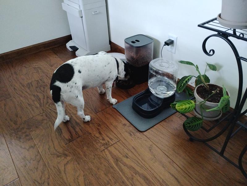 Licking and licking the bowl clean.