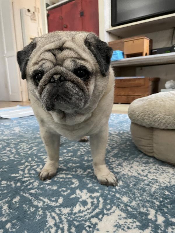 Waiting for my Zukes, mommy!