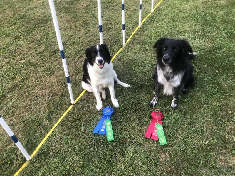 Agility boys
