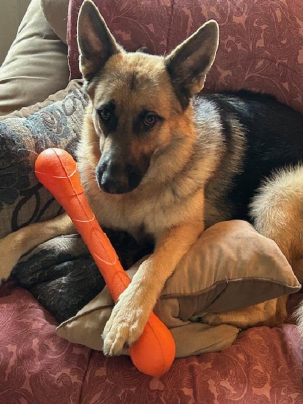 KONG SqueakStix Dog Toy, Medium - Chewy.com