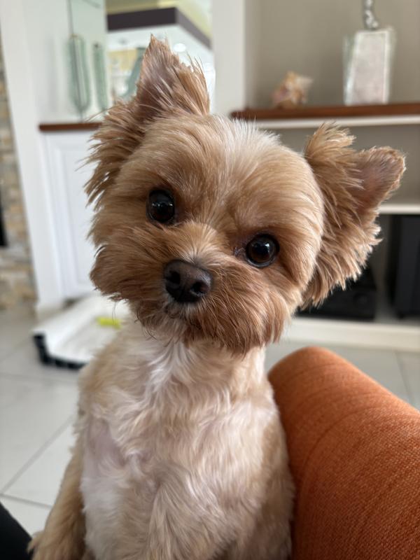 Do you have a Bocce treat for me ?