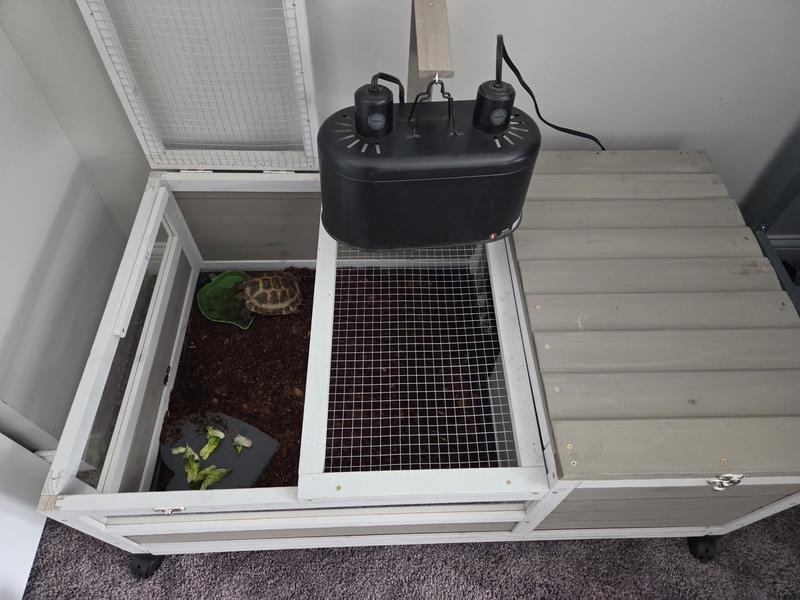 Happy Little Tortoise Home!