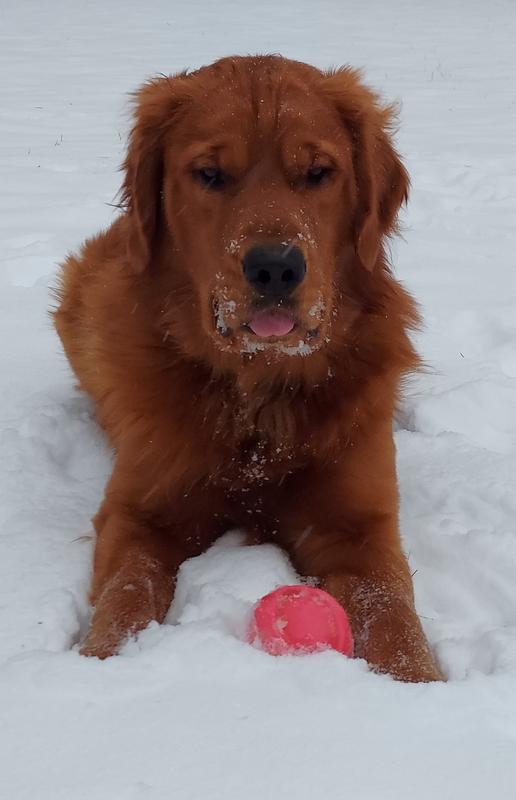 They love to play with them out in the snow too