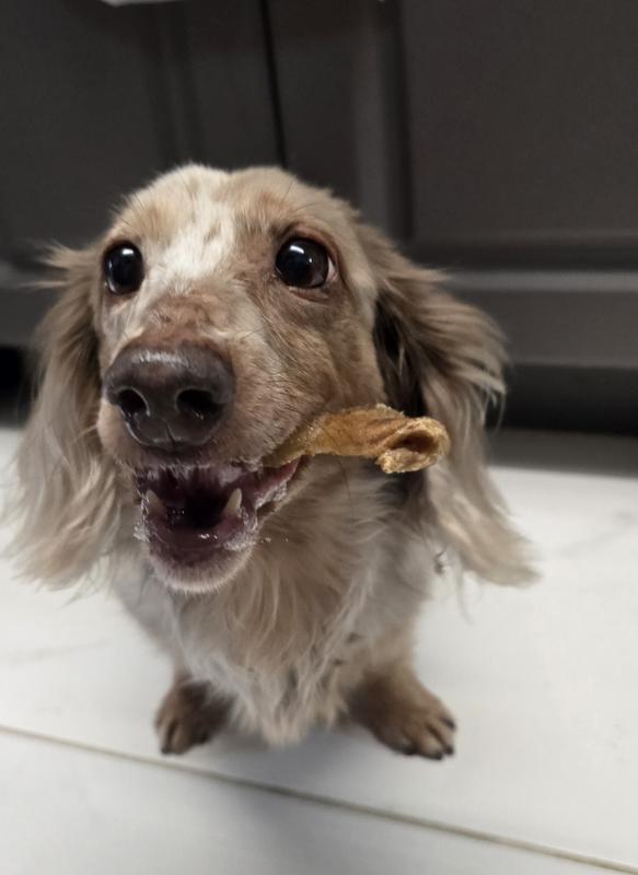 Enjoying EYS Green Tripe treat