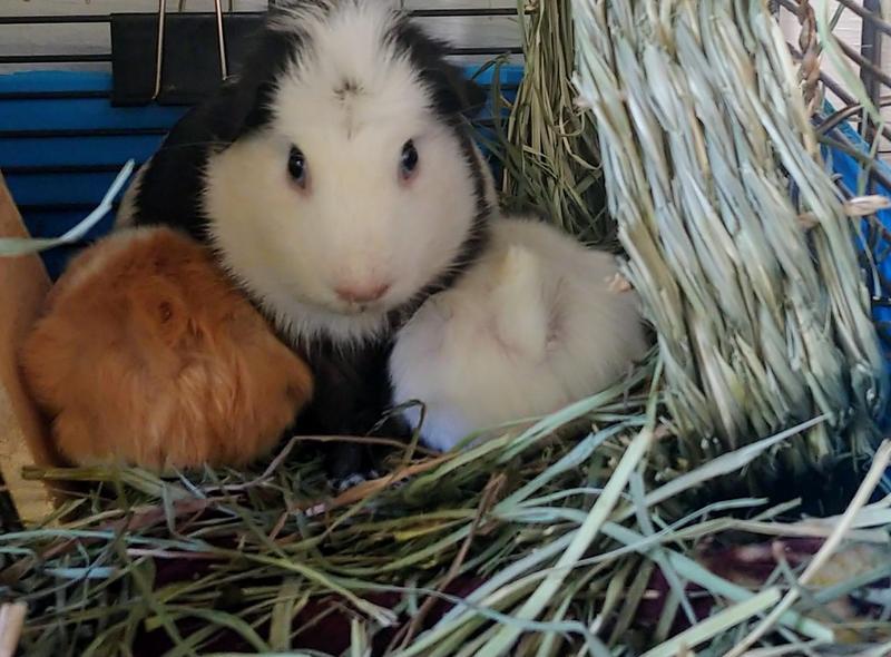 mama Agnes nursing- the alfalfa kept her well nourished!