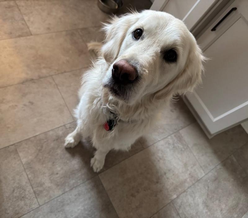 Gracie loves getting her meds from Chewy.com