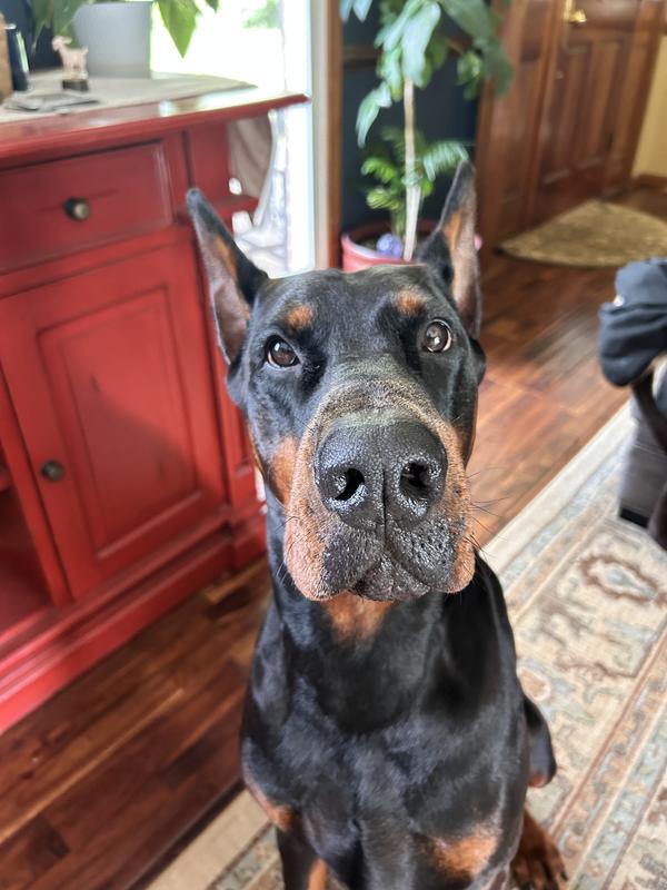 PET REPUBLIQUE Cordless Hair Clippers Kit for Dogs & Cats