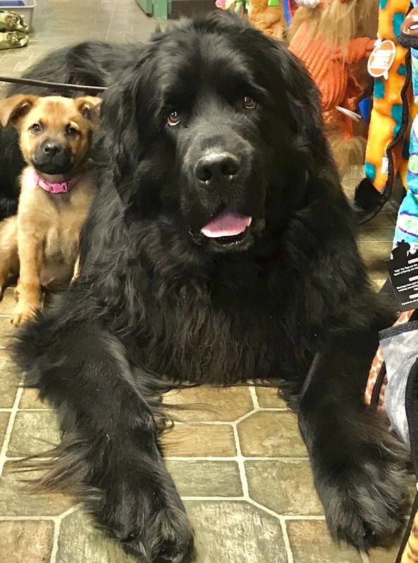 Maise is a mixed breed and is the little one next to the Newfie in the picture.