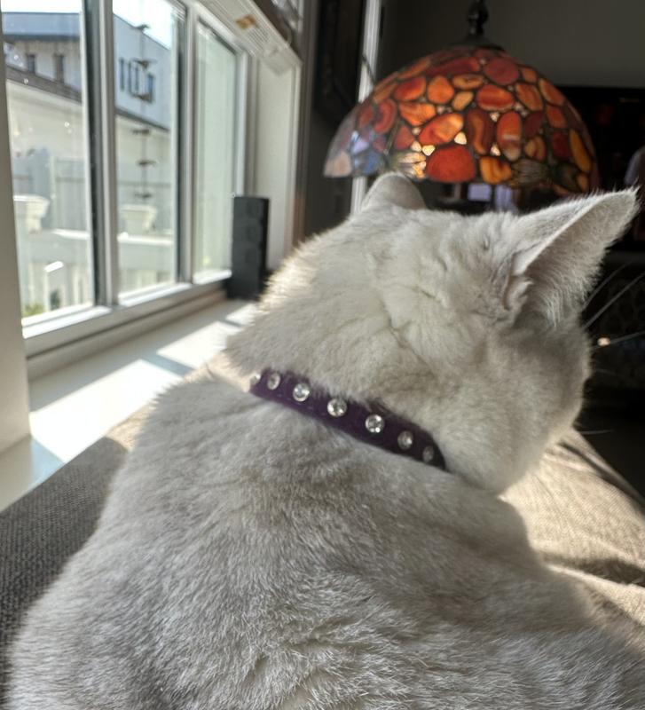 Pearl in her new purple velvet collar