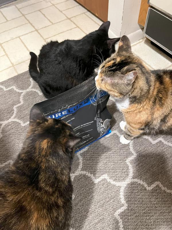 Josie, Bella, and Mitten investigating the new un-opened bag of food