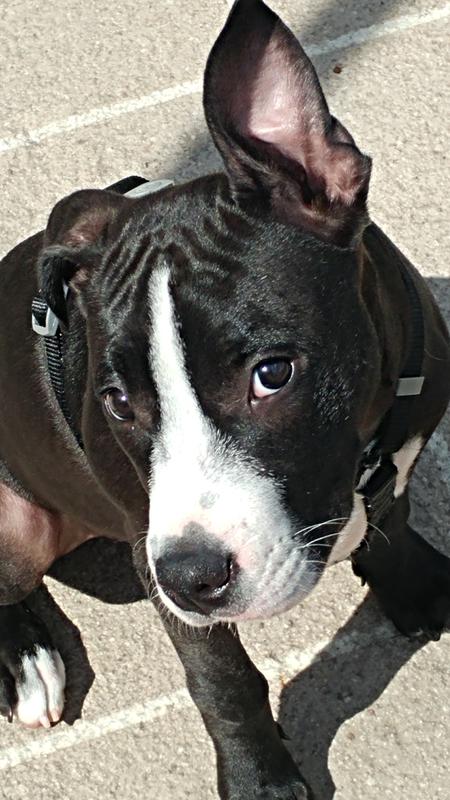 Silly rabbit, Trix are for Kids!