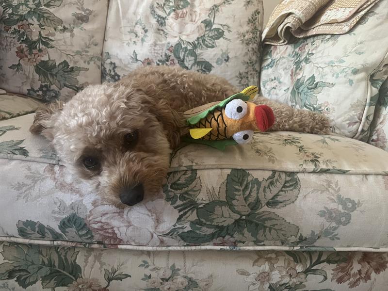 After play, still snuggling with his fish taco!