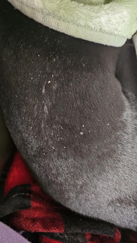 The hair on his whole topline became very thin and flaky!