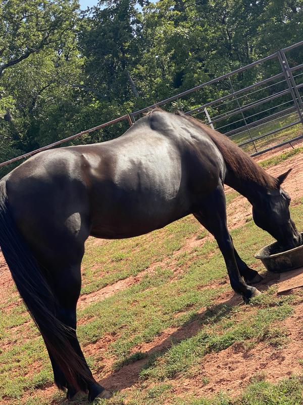 PROELITE Ultra Premium Senior Low Sugar & Low Starch Horse Feed, 50lb bag