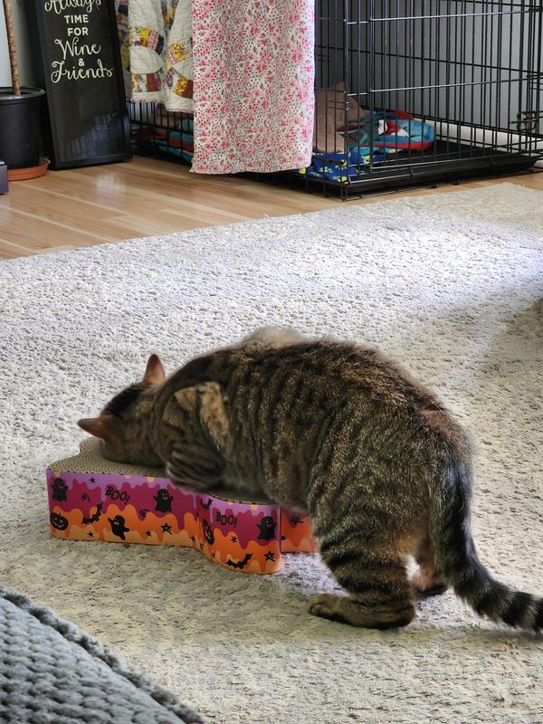 Temporarily Unavailable FRISCO Halloween Ghost Swirl Scratcher Cat