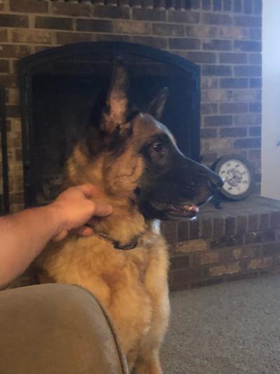 Blazer with his ears covered in hair!!