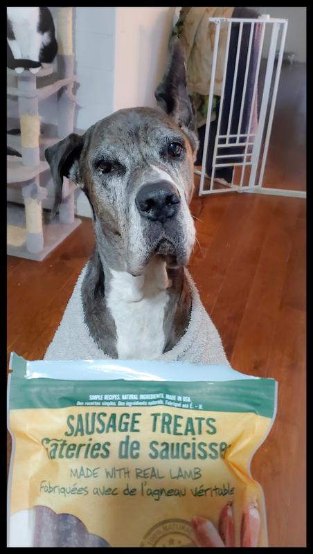 Cara sitting so nicely for a sausage!