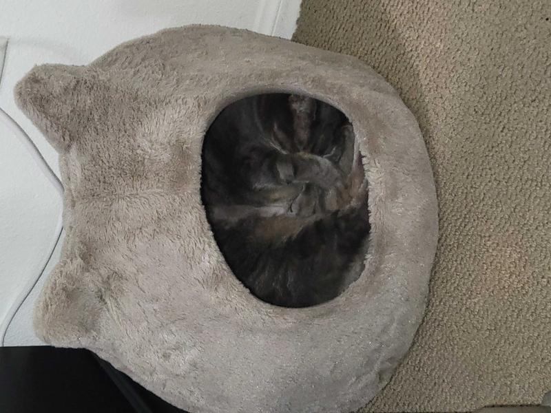 Meow hut best sale cat bed