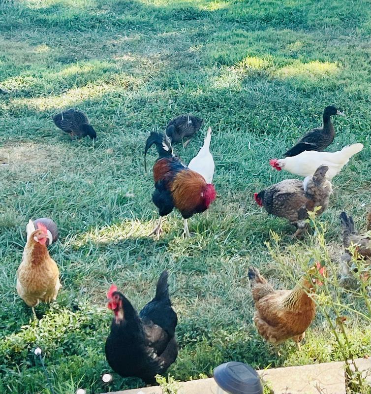 Spoiling my farm babies