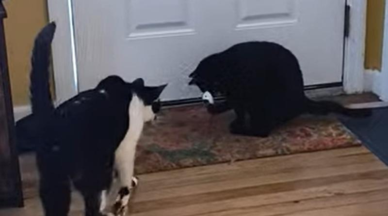 I was unable to upload a video of my cat playing and can't edit the review to change it, but here is a picture of her playing :(