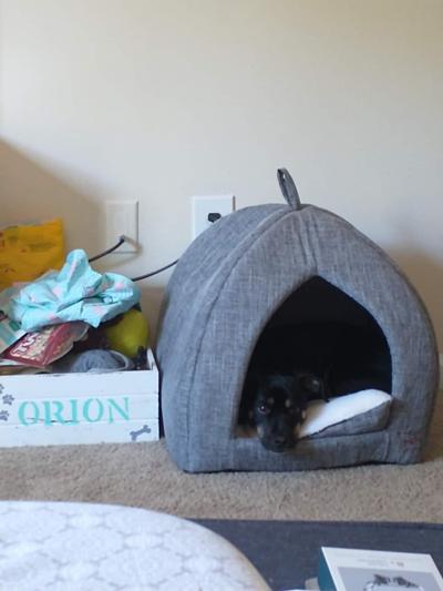 He never took to a "normal" dog bed...this is within an hour of us opening it!