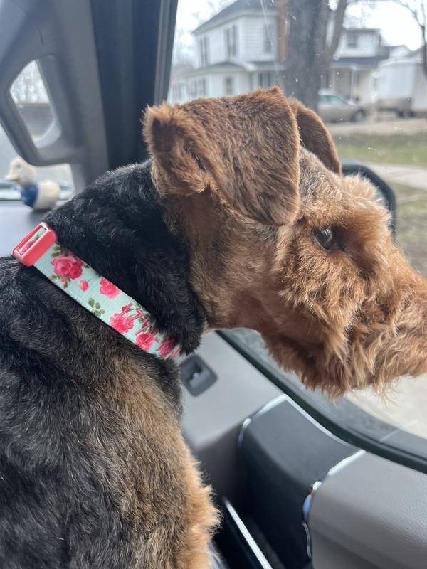 Such a pretty collar….she gets compliments!❤️