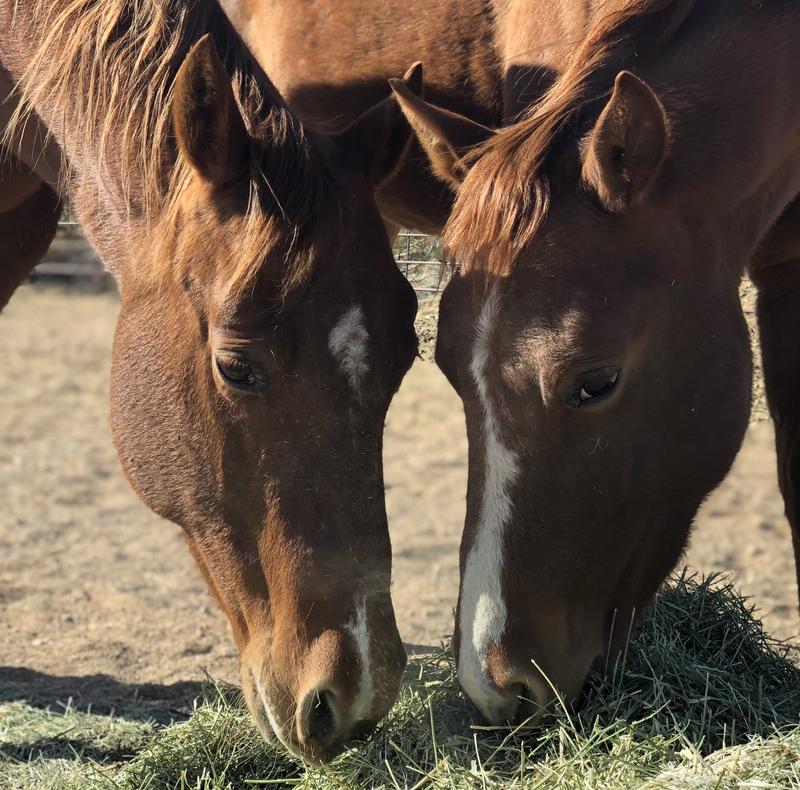 Excellent supplement to hay