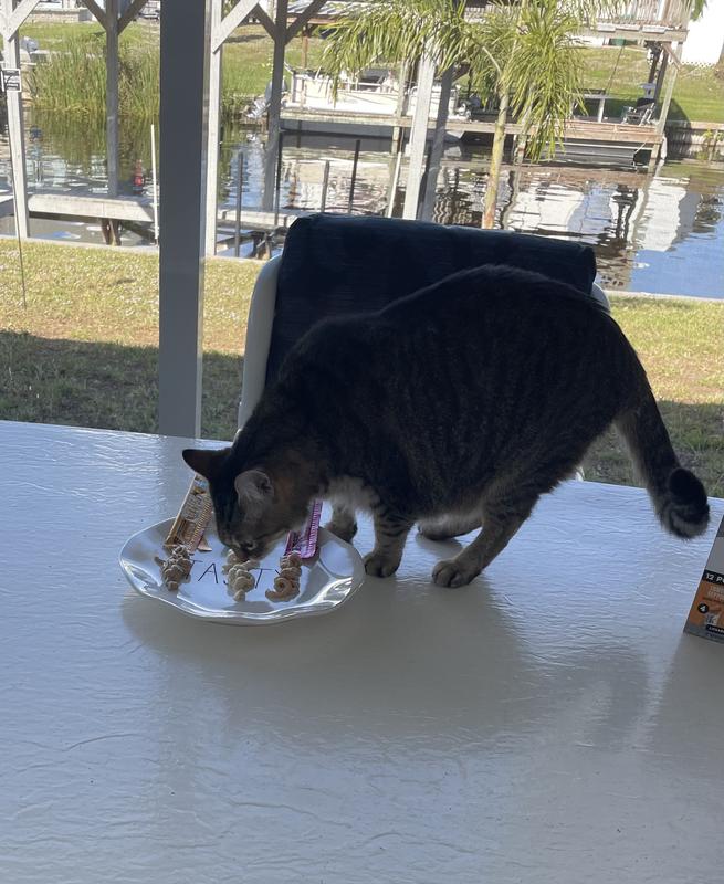 Female cat checking it out