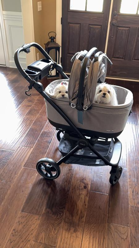 2 pups fit perfectly