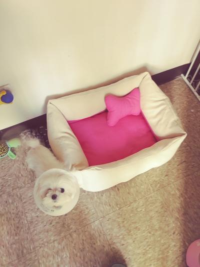 My little puppy daughter Choo - Choo