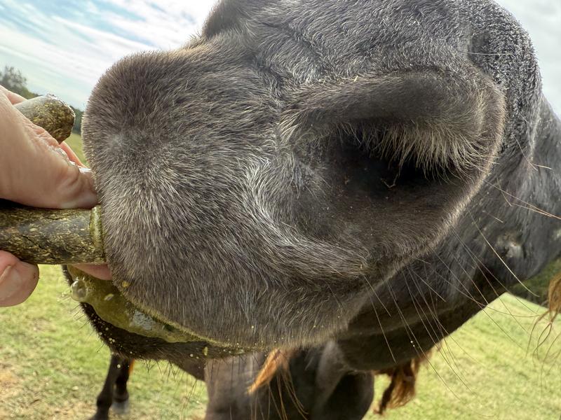 Feeding the treats to my horse..