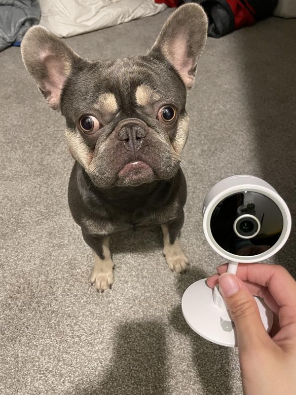 INSTACHEW Puresight Mini HD Pet Camera, White - Chewy.com