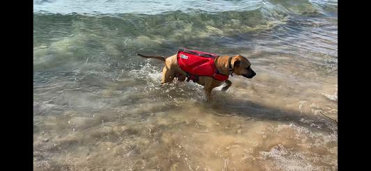 Outward Hound Dawson Dog Life Jacket - Red - Small