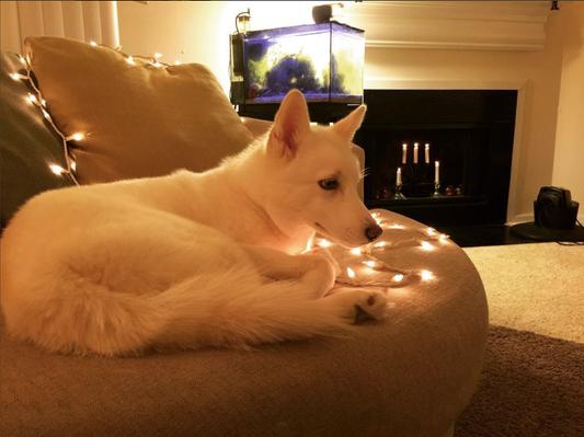 Princess Snow
