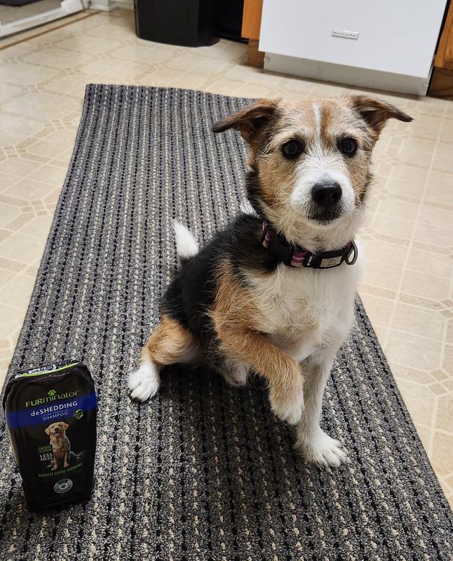 Taz giving FURminator DeShedding shampoo a paws-up