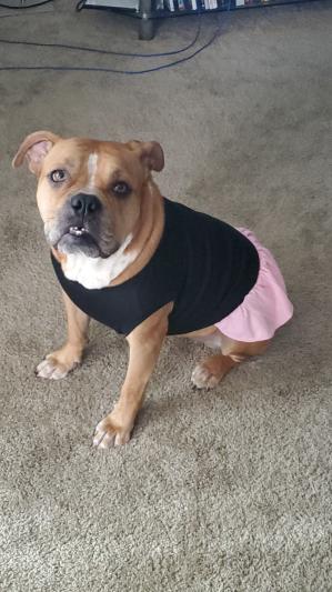 MIRAGE PET PRODUCTS Plain Dog & Cat Dress, Black & Pink, X-Large - Chewy.com