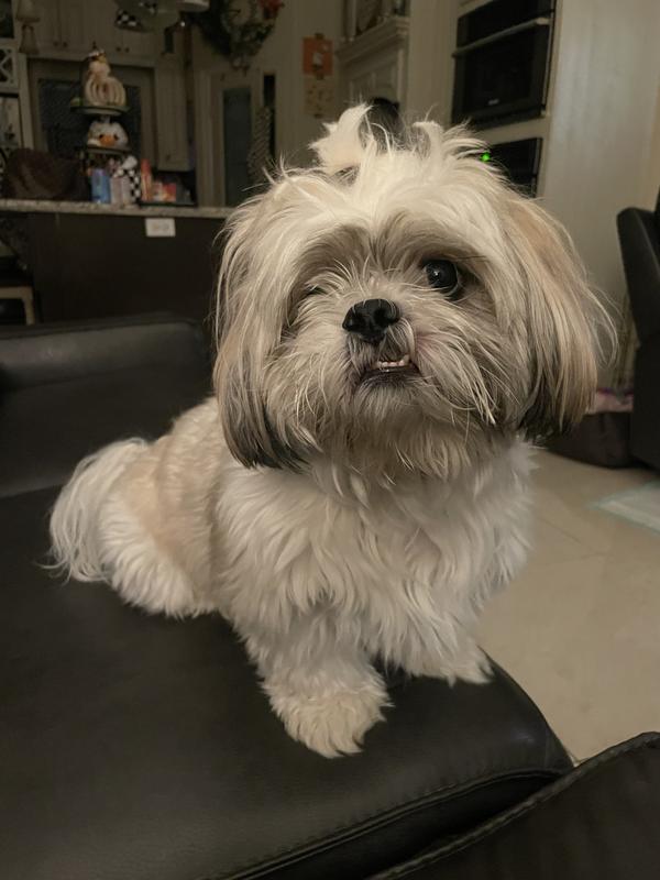 Altuve is a cheerful 3-year-old boy, full of curiosity and energy. He is incredibly loving, often expressing his affection with warm hugs and bright smiles.