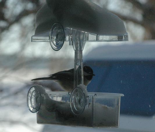 This feeder is staying on window even in snow.