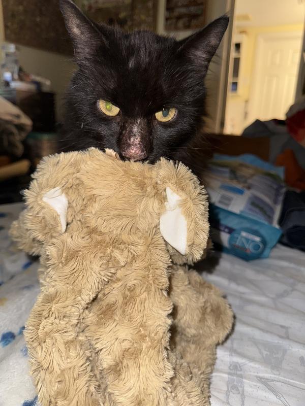 Carrying his baby toy that’s a differing to look tough