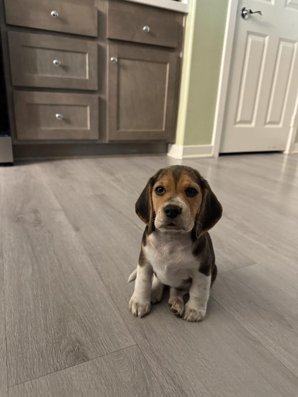 Figurine Beagle Safari Ltd. – 6,5 Cm, Plastique Rigide, Détail Soigné, Dès 3 Ans