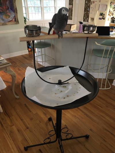 Product Reviews for KAYTEE EZ Care T Bird Stand