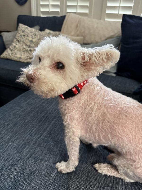 Been modeling his new Chewy collar.