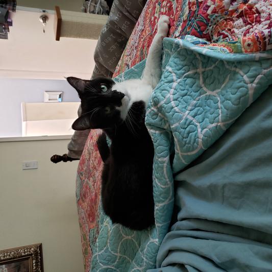 Cookie is back to herself again